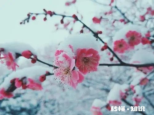 上联：春风嫩柳妆秋夏，怎么对下联