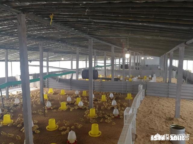 饲养跨年鸭有哪些饲养重点分享应该如何防止肉鸭闷棚