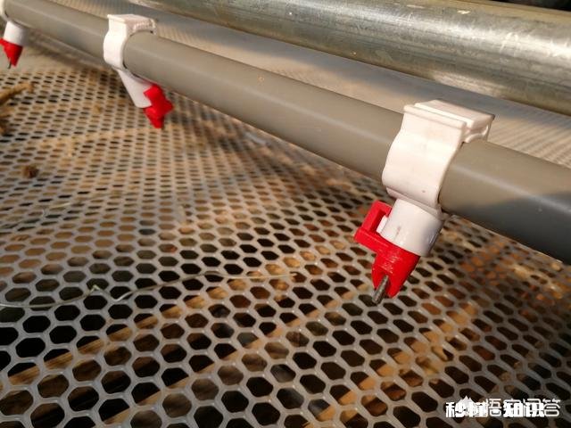 饲养跨年鸭有哪些饲养重点分享应该如何防止肉鸭闷棚