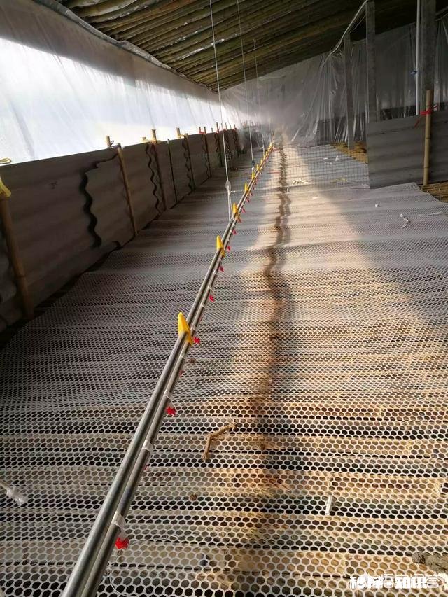 饲养跨年鸭有哪些饲养重点分享应该如何防止肉鸭闷棚