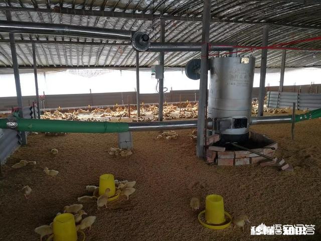 饲养跨年鸭有哪些饲养重点分享应该如何防止肉鸭闷棚