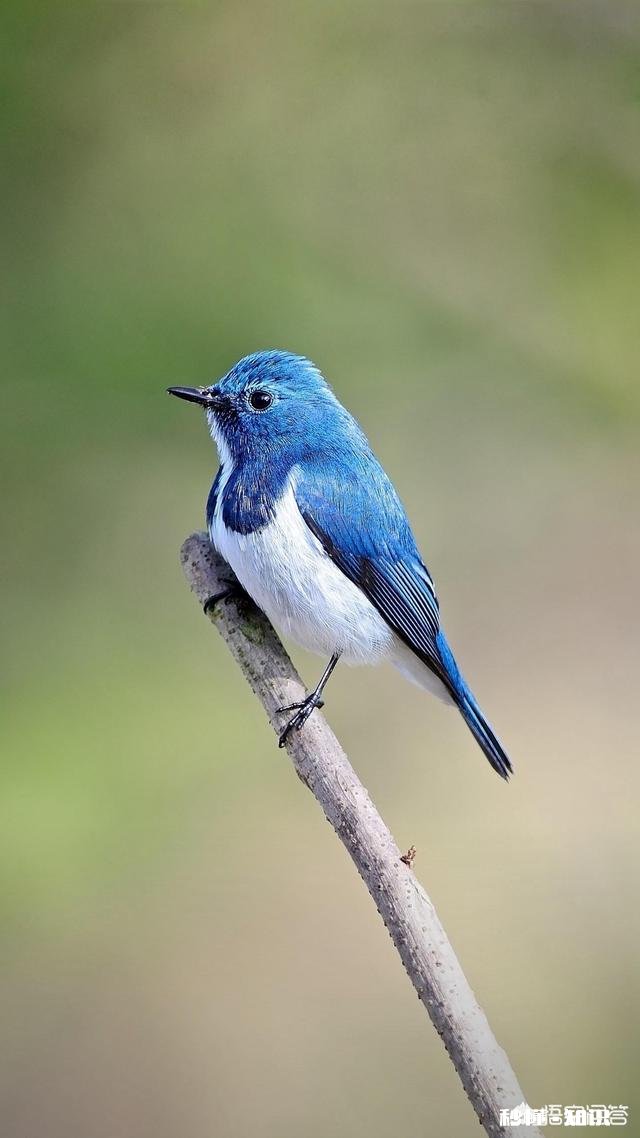 你读书时最值得骄傲的事是什么