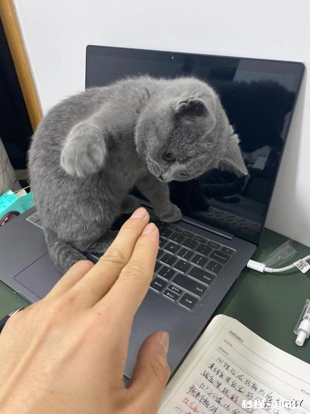 20岁了，坚持打篮球和田径，目前186，还能长高吗