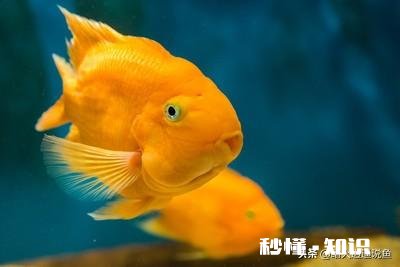 如果把咸水鱼放在淡水中会发生什么
