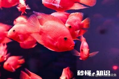 如果把咸水鱼放在淡水中会发生什么