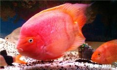 如果把咸水鱼放在淡水中会发生什么