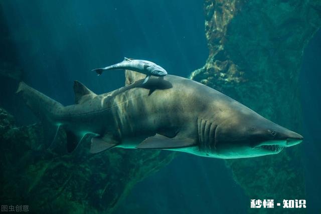 如果把咸水鱼放在淡水中会发生什么