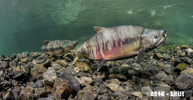 如果把咸水鱼放在淡水中会发生什么