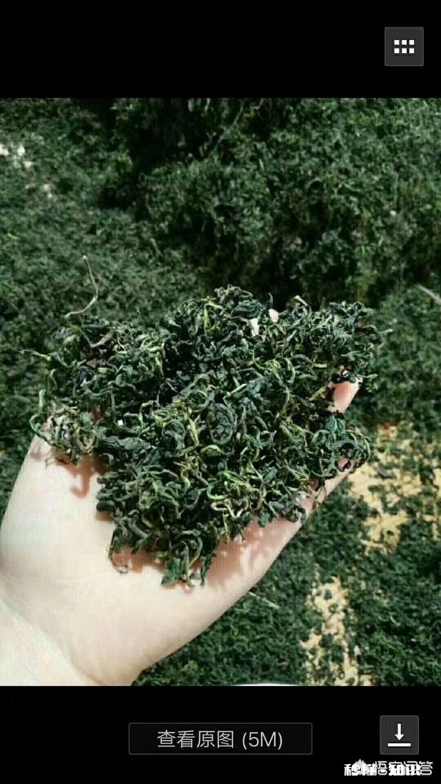 哪里有卖蒲公英的