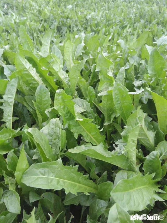 哪里有卖蒲公英的