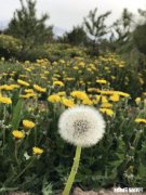 哪里有卖蒲公英的