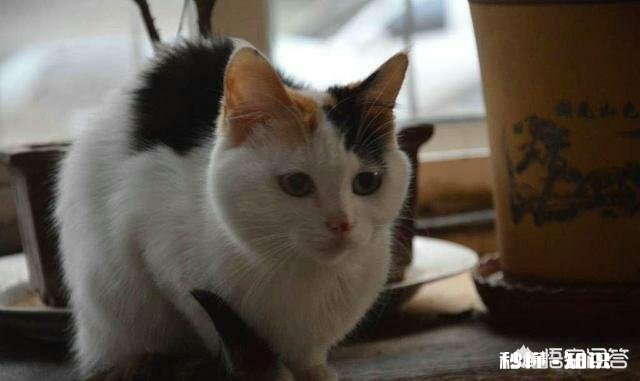 为什么农村的土猫半夜三更总是喜欢乱叫，有何依据