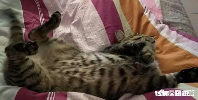 为什么农村的土猫半夜三更总是喜欢乱叫，有何依据