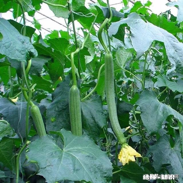 在农村兄弟姐妹合资建房，抱团养老可以吗