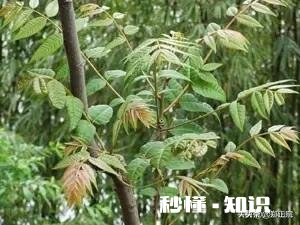 在农村兄弟姐妹合资建房，抱团养老可以吗