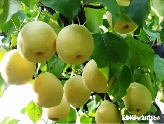 秋天喉咙痛有什么小妙招推荐