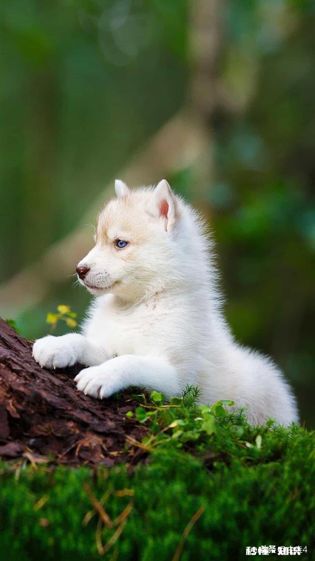 因一张“马云脸”走红网络，但是听说被解雇了，你咋看此事呢