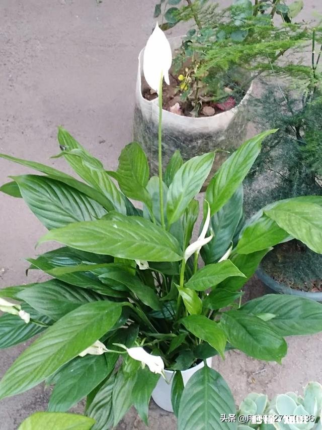 这是什么植物山里挖的,三个叶片,花就是这样子的长杆子