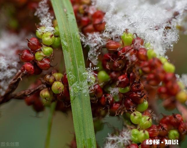 树上摘下来的花椒，如何清理灰尘还是晒干后直接食用