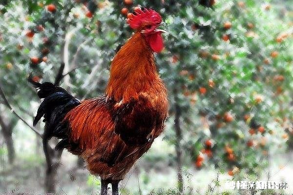 发酵好的豆渣喂出来的鸡,肉质好吗