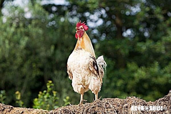 发酵好的豆渣喂出来的鸡,肉质好吗