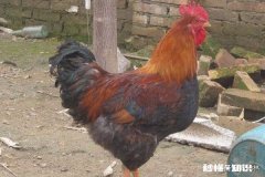 发酵好的豆渣喂出来的鸡，肉质好吗