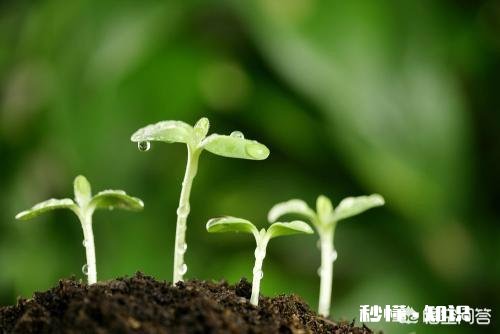 农业种植中难免遇到“假种子”,农民该如何避免买到“假种子”