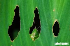 是不是所有未PS的单反照片都是不合格的