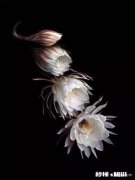 有没有乍一看很有道理，却又经不起推敲，若要反驳还要被冠上杠精之名的事情