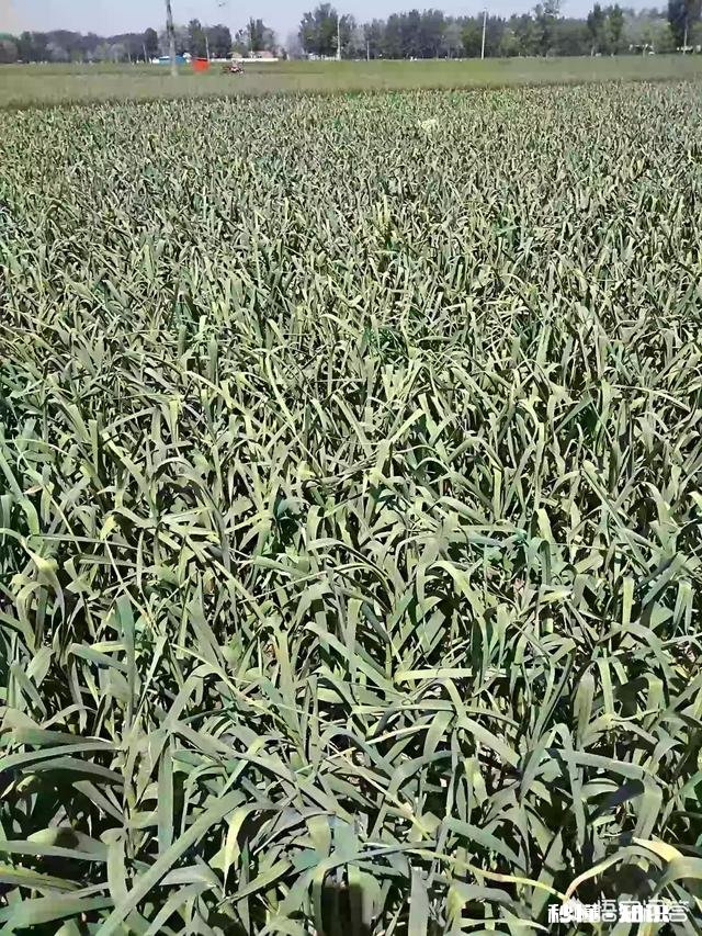 为什么粮食作物在耕地上连作不会减产而许多蔬菜却会因连作减产