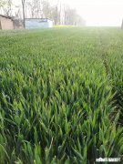 为什么粮食作物在耕地上连作不会减产而许多蔬菜却会因连作减产