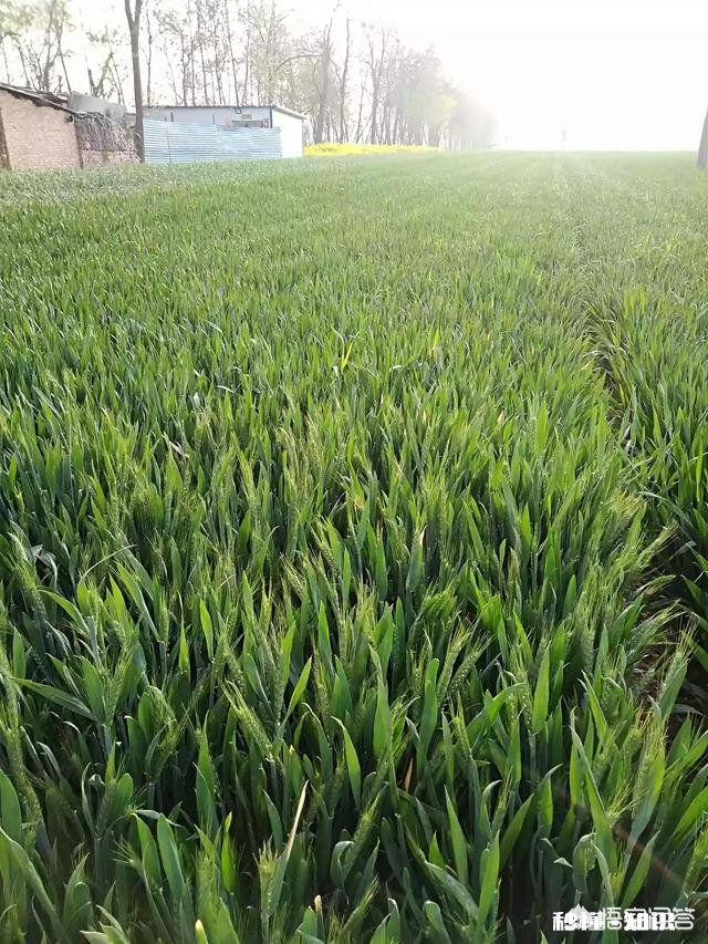 为什么粮食作物在耕地上连作不会减产而许多蔬菜却会因连作减产