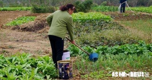 肥料使用有哪些禁忌