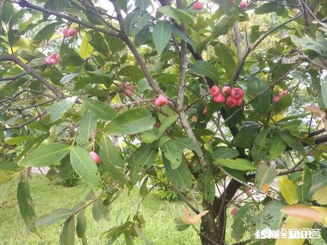 你觉得小朋友多大开始看绘本比较好