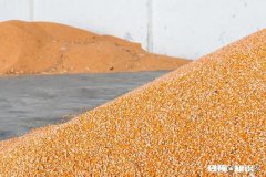 5月份的玉米价格。会不会出现报复性上涨是涨还是跌