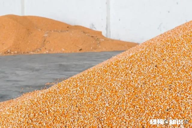 5月份的玉米价格。会不会出现报复性上涨是涨还是跌