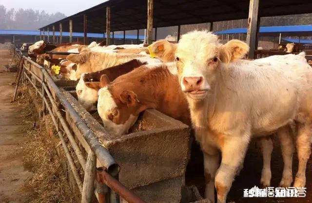 都说农家肥种出来的蔬菜比用化肥的好吃,农村哪里还有有机肥的来源呢