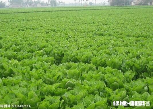 都说农家肥种出来的蔬菜比用化肥的好吃,农村哪里还有有机肥的来源呢