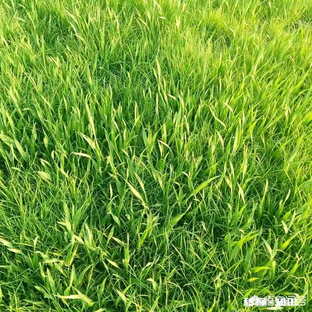 都说农家肥种出来的蔬菜比用化肥的好吃,农村哪里还有有机肥的来源呢