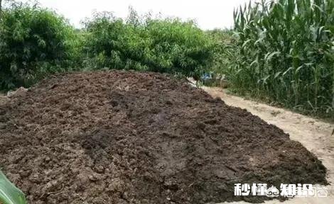 都说农家肥种出来的蔬菜比用化肥的好吃,农村哪里还有有机肥的来源呢