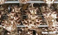 山区种植香菇困难在哪里