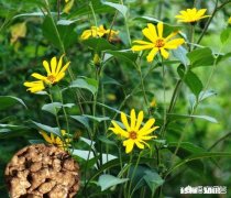 菊粉对人体有什么作用哪些人不能吃