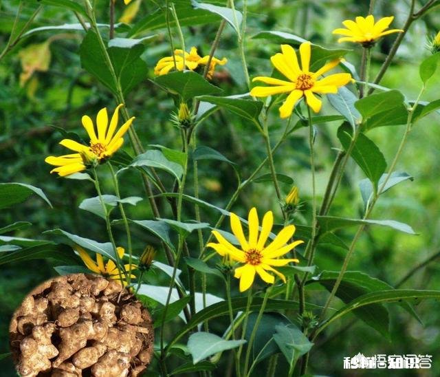 菊粉对人体有什么作用哪些人不能吃