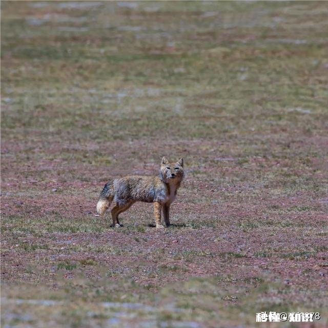 走阿里大环线,有没有必要走措勤