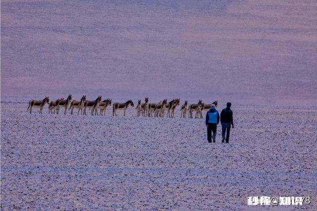 走阿里大环线,有没有必要走措勤