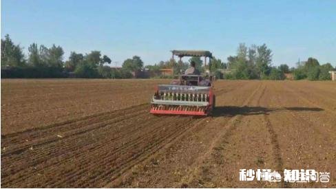 怎么样确定小麦的播种量，几号种植小麦最好怎么样确定晚播该增加多少种麦