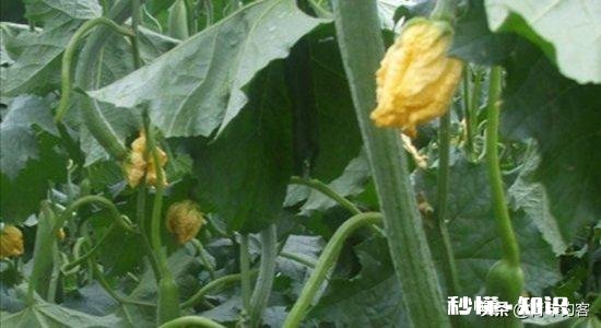 春季大棚丝瓜如何种植管理