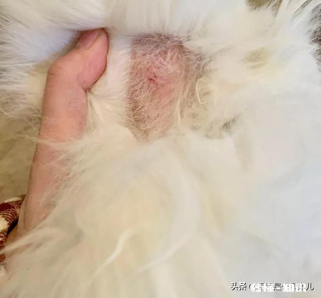 除了日常梳毛，有没有有效且日成行性高的办法改善猫咪掉毛