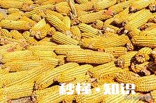 疫情期间农民粮食无法卖出怎么办