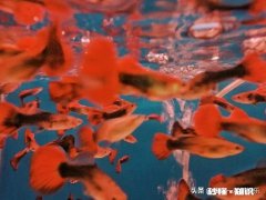 新手想在宿舍弄个迷你缸养鱼，有可能吗